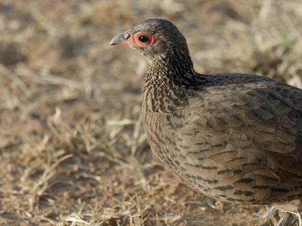 <h3><a href="/trips/safari/biota/animalia/chordata/aves/006 galliformes/005 phasianidae/pternistis swainsonii/pternistis swainsonii-en.html">Pternistis&nbsp;swainsonii</a> / Swainson's&nbsp;spurfowl / Swainsons&nbsp;frankolijn</h3>OM-1 Mark II with OLYMPUS M.300mm F4.0, 1/2000 sec at F4.0, ISO 1000, distance 4.43&nbsp;m